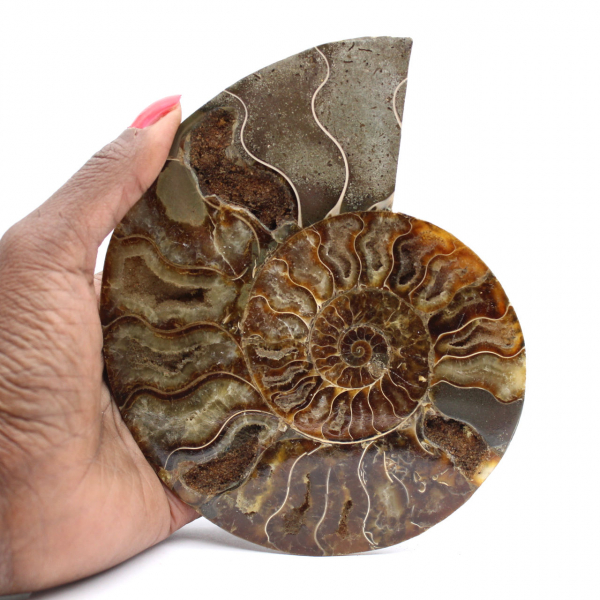 Polished Fossil Ammonite – Authenticity and Natural Harmony
