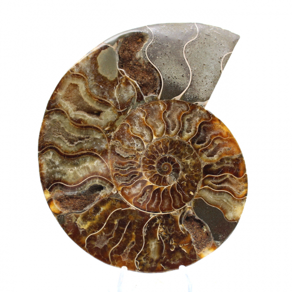 Polished Fossil Ammonite – Authenticity and Natural Harmony