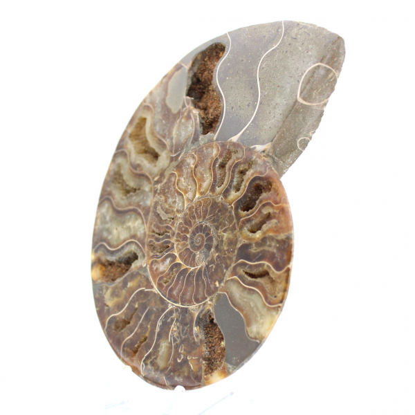 Polished Fossil Ammonite – Authenticity and Natural Harmony