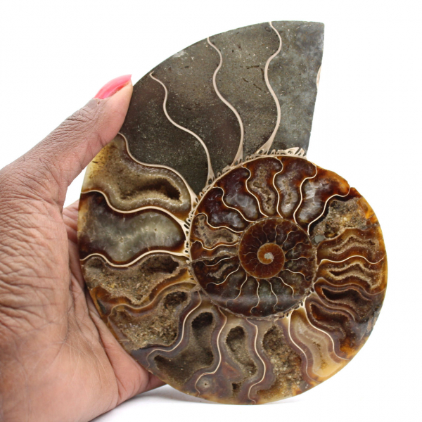 Sawn Fossil Ammonite – Authenticity for Stone Enthusiasts