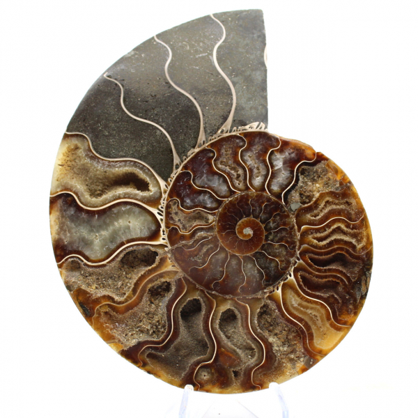 Sawn Fossil Ammonite – Authenticity for Stone Enthusiasts