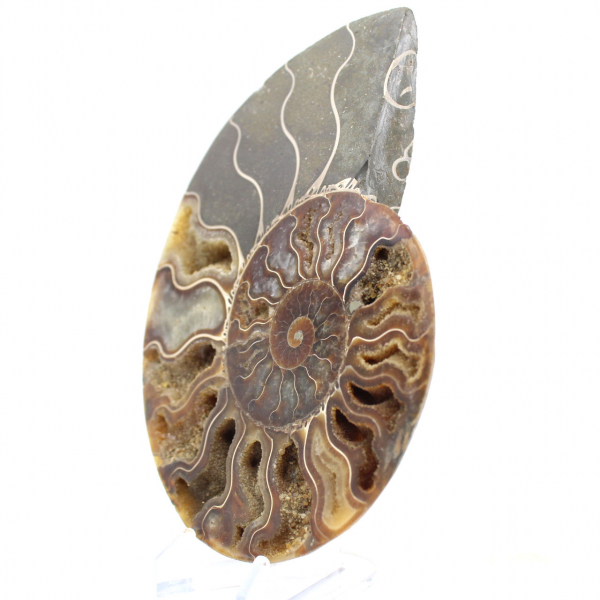 Sawn Fossil Ammonite – Authenticity for Stone Enthusiasts