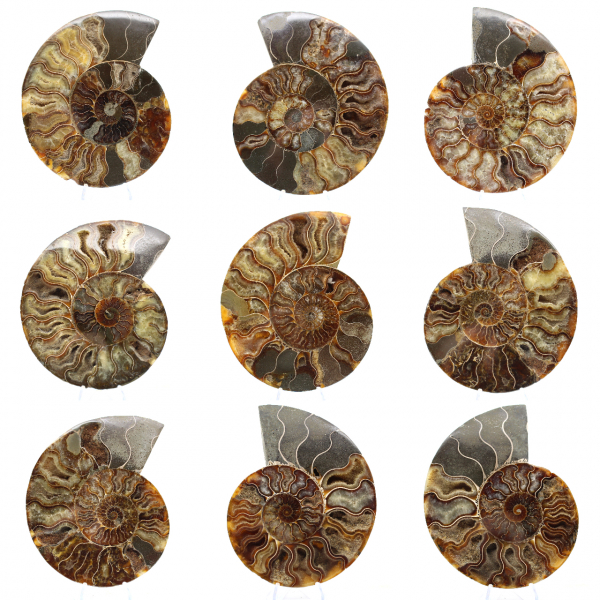 Polished Sawn Ammonite Fossil – Natural Brilliance from Madagascar
