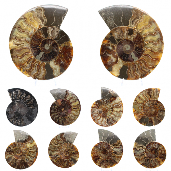Polished Sawn Ammonite Fossil – Natural Brilliance from Madagascar