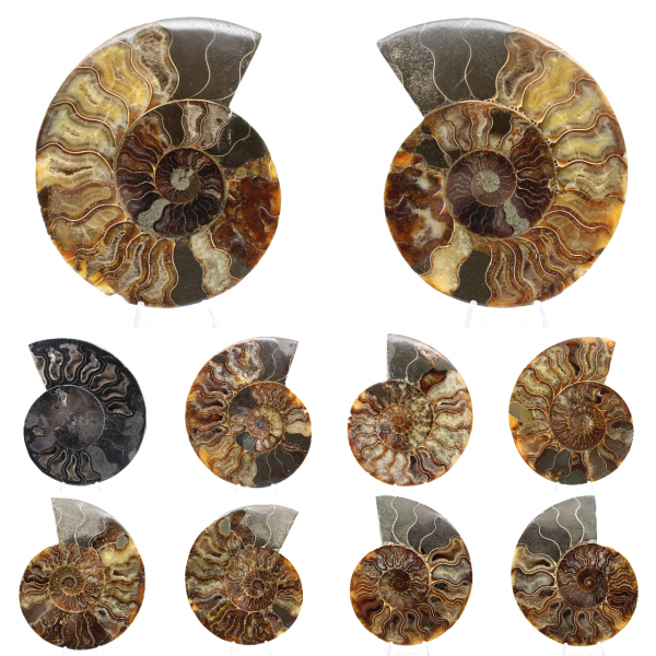 Polished Sawn Ammonite Fossil – Natural Brilliance from Madagascar