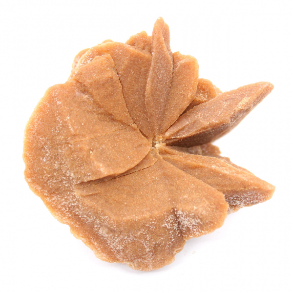 Small Desert Rose of Morocco: natural geological fragment