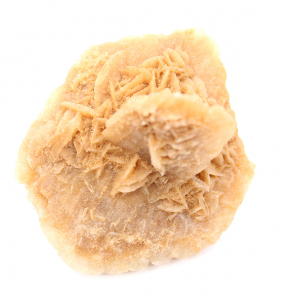 Moroccan desert rose: massive collector's rosette