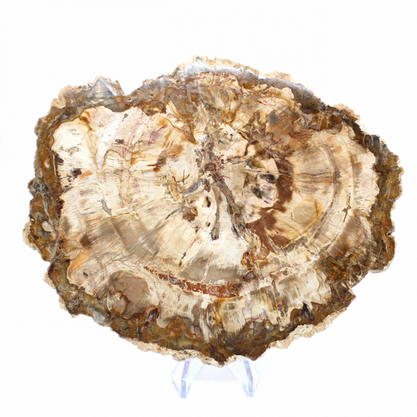 Slice of Petrified Wood from Madagascar - Collector's Specimen