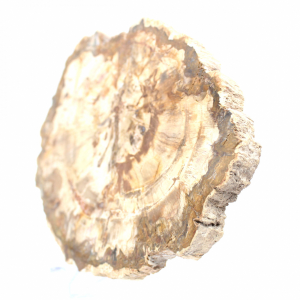 Slice of Petrified Wood from Madagascar - Collector's Specimen
