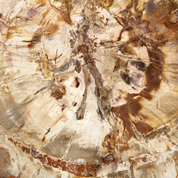 Slice of Petrified Wood from Madagascar - Collector's Specimen