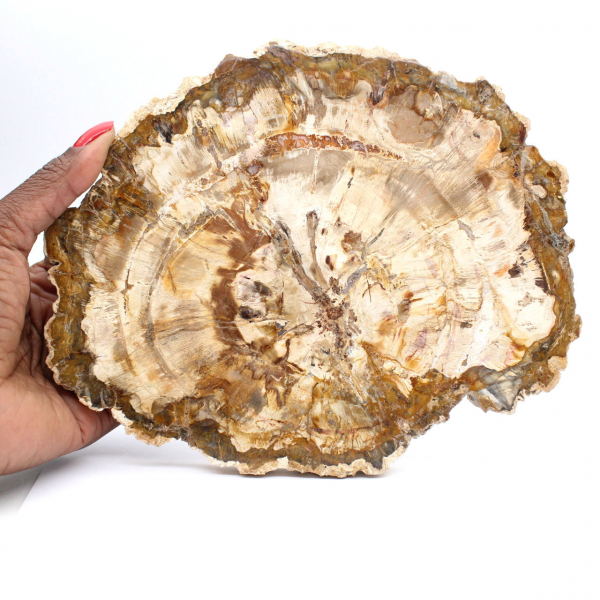 Slice of Petrified Wood from Madagascar - Collector's Specimen