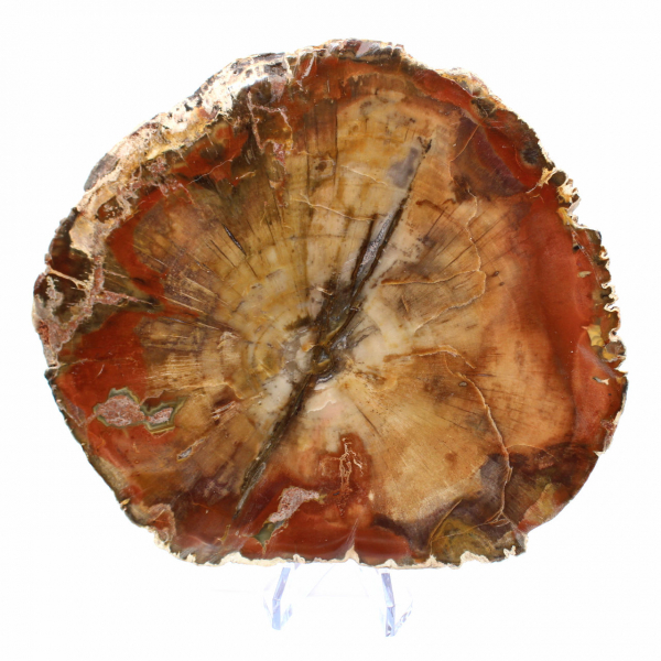 Majunga Fossil Wood Slice - Natural Decorative Object