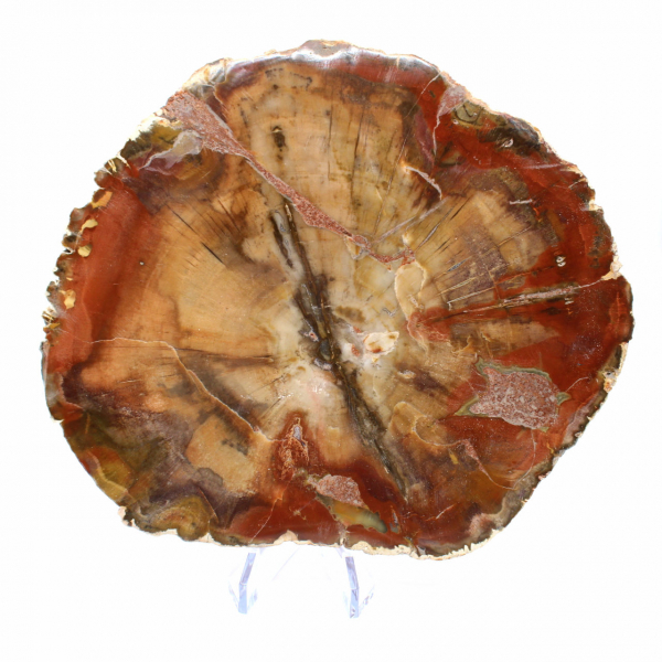 Majunga Fossil Wood Slice - Natural Decorative Object