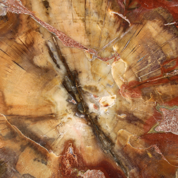 Majunga Fossil Wood Slice - Natural Decorative Object