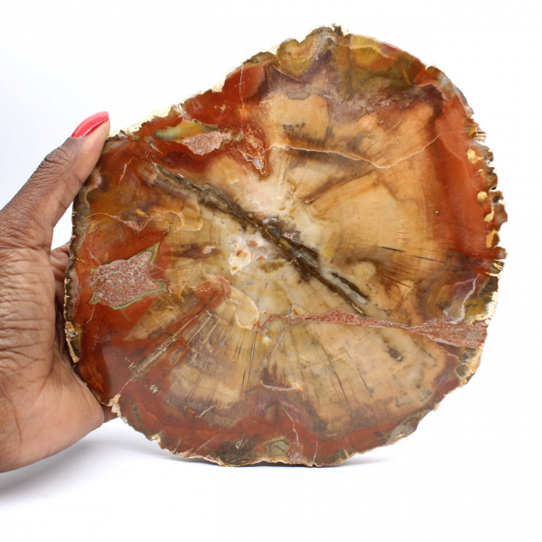 Majunga Fossil Wood Slice - Natural Decorative Object