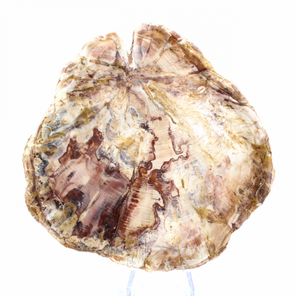 Petrified Wood from Madagascar - Polished Section for Collectors