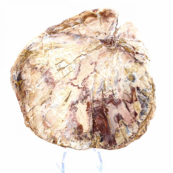 Petrified Wood from Madagascar - Polished Section for Collectors