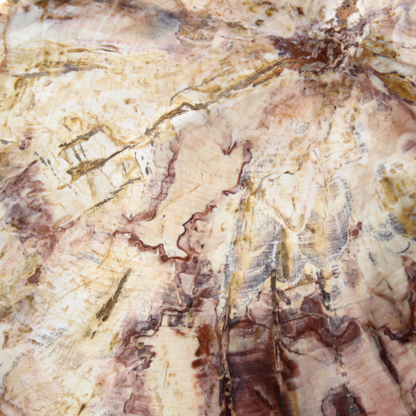 Petrified Wood from Madagascar - Polished Section for Collectors