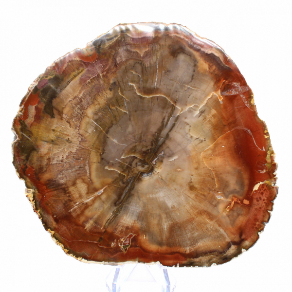 Fossilized Wood Slice - Collectible Mineral from Madagascar