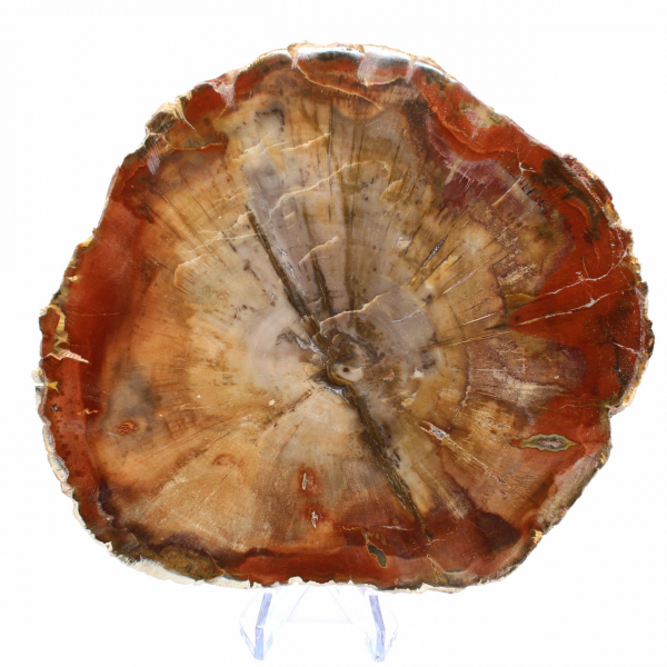 Fossilized Wood Slice - Collectible Mineral from Madagascar