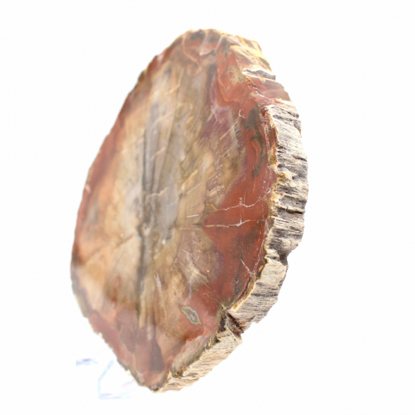 Fossilized Wood Slice - Collectible Mineral from Madagascar