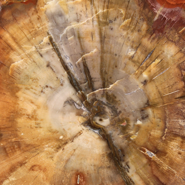 Fossilized Wood Slice - Collectible Mineral from Madagascar