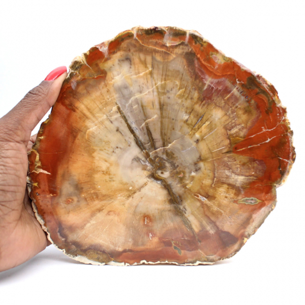 Fossilized Wood Slice - Collectible Mineral from Madagascar