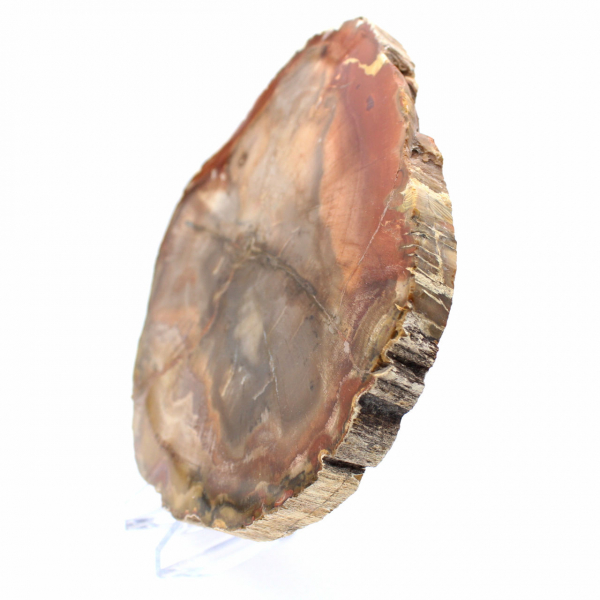 Petrified Majunga Wood - Naturally Originated Polished Slice