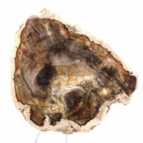 Natural Silicified Wood Slice - Specimen from Madagascar