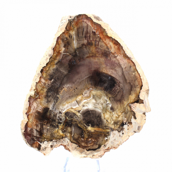 Natural Silicified Wood Slice - Specimen from Madagascar