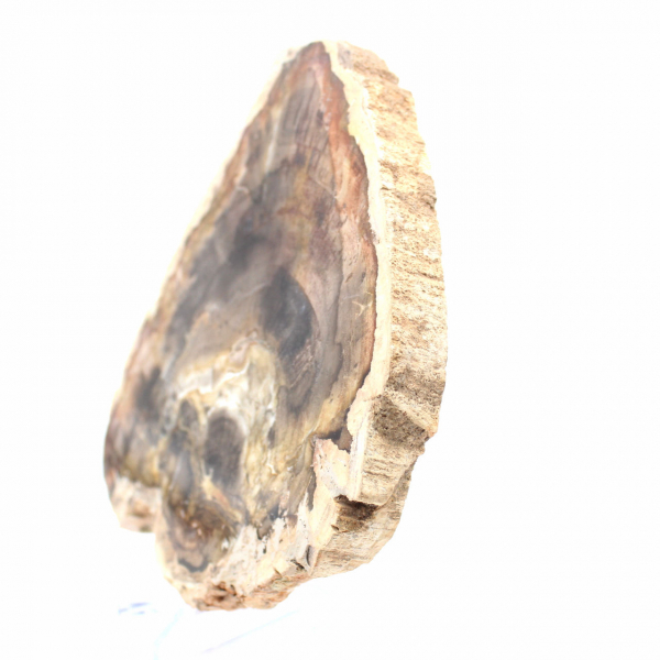 Natural Silicified Wood Slice - Specimen from Madagascar