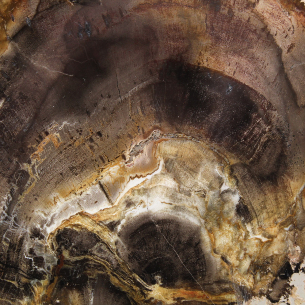 Natural Silicified Wood Slice - Specimen from Madagascar