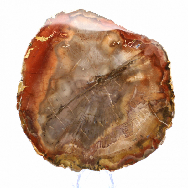 Section of Petrified Wood from Majunga - Mineralogical Specimen