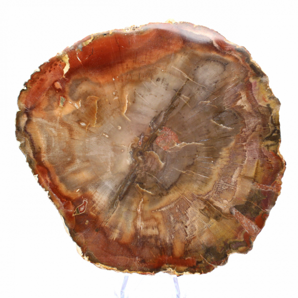 Section of Petrified Wood from Majunga - Mineralogical Specimen