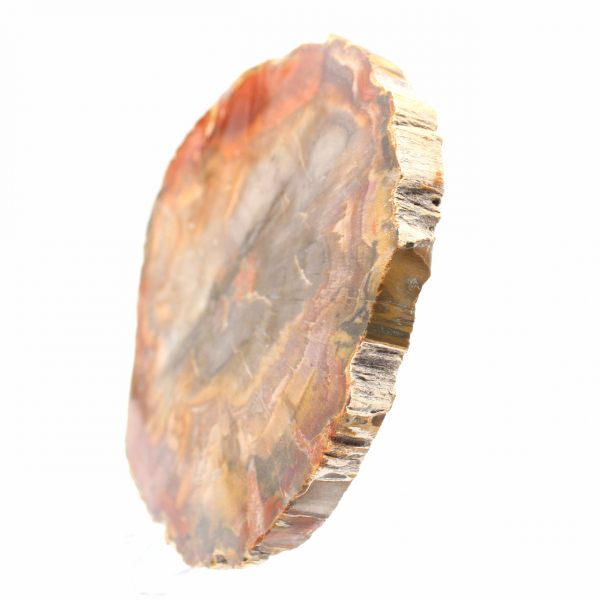 Section of Petrified Wood from Majunga - Mineralogical Specimen