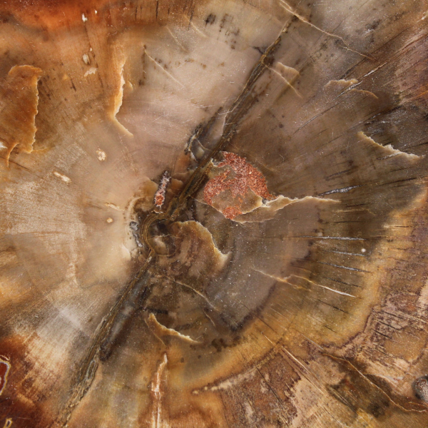Section of Petrified Wood from Majunga - Mineralogical Specimen