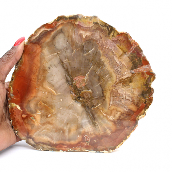 Section of Petrified Wood from Majunga - Mineralogical Specimen