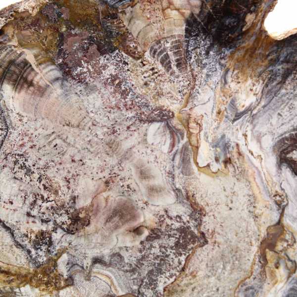 Fossilized Wood from Madagascar - Polished Slice for Collectors