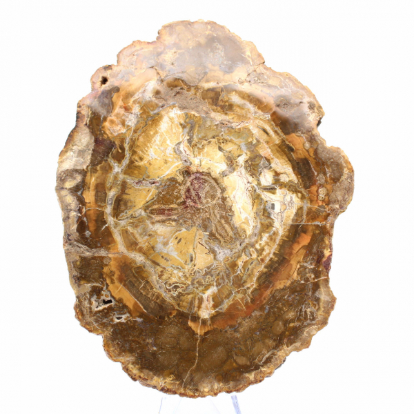 Small Slice of Petrified Wood - Authenticity from Madagascar