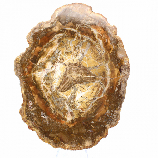 Small Slice of Petrified Wood - Authenticity from Madagascar