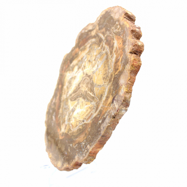 Small Slice of Petrified Wood - Authenticity from Madagascar