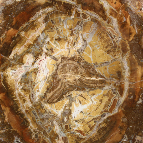 Small Slice of Petrified Wood - Authenticity from Madagascar