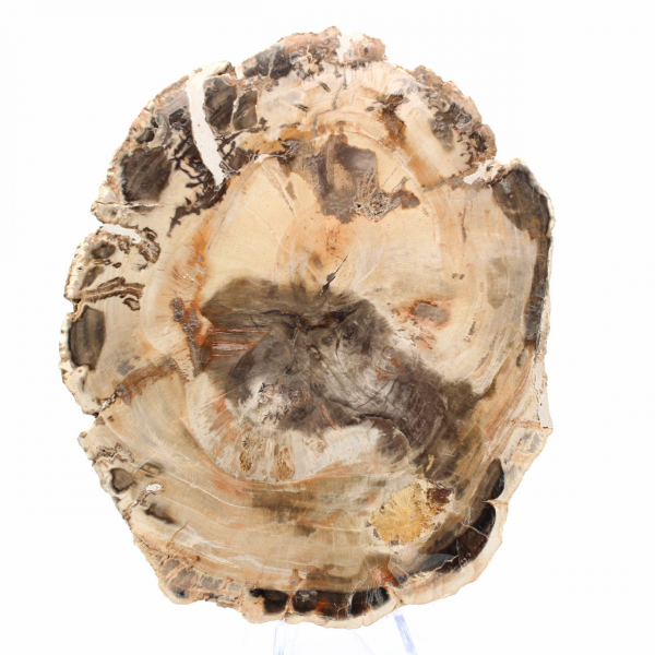 Majunga Petrified Wood - Natural Stone Section