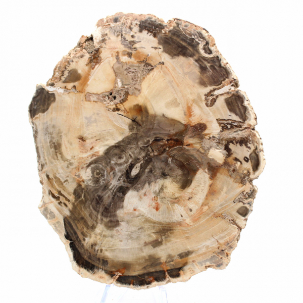 Majunga Petrified Wood - Natural Stone Section
