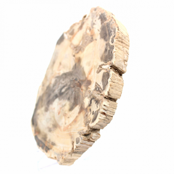 Majunga Petrified Wood - Natural Stone Section