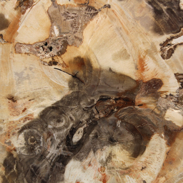 Majunga Petrified Wood - Natural Stone Section