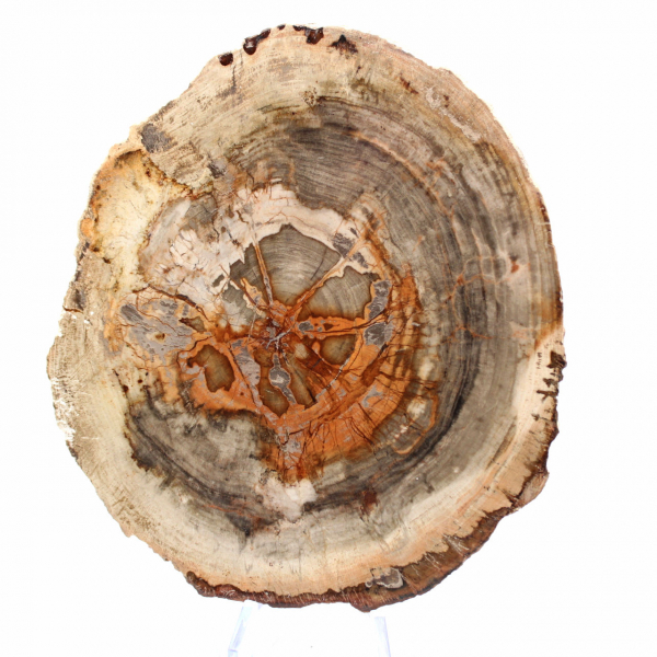 Slice of Petrified Wood from Madagascar - Scientific Object