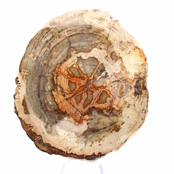 Slice of Petrified Wood from Madagascar - Scientific Object