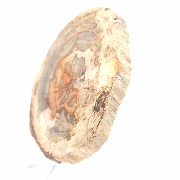 Slice of Petrified Wood from Madagascar - Scientific Object
