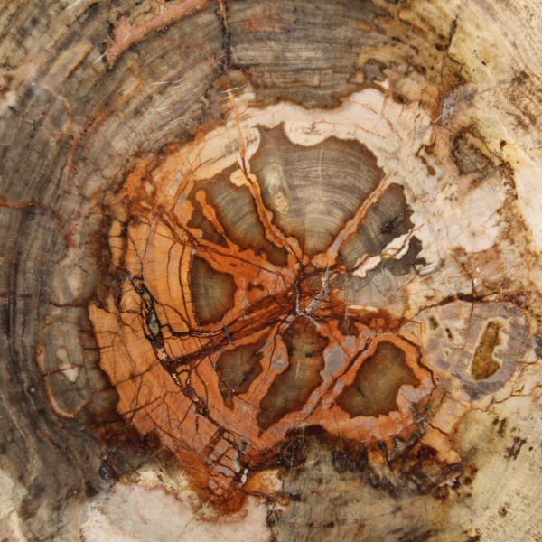 Slice of Petrified Wood from Madagascar - Scientific Object